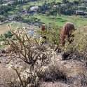Cacti on the hiking trail